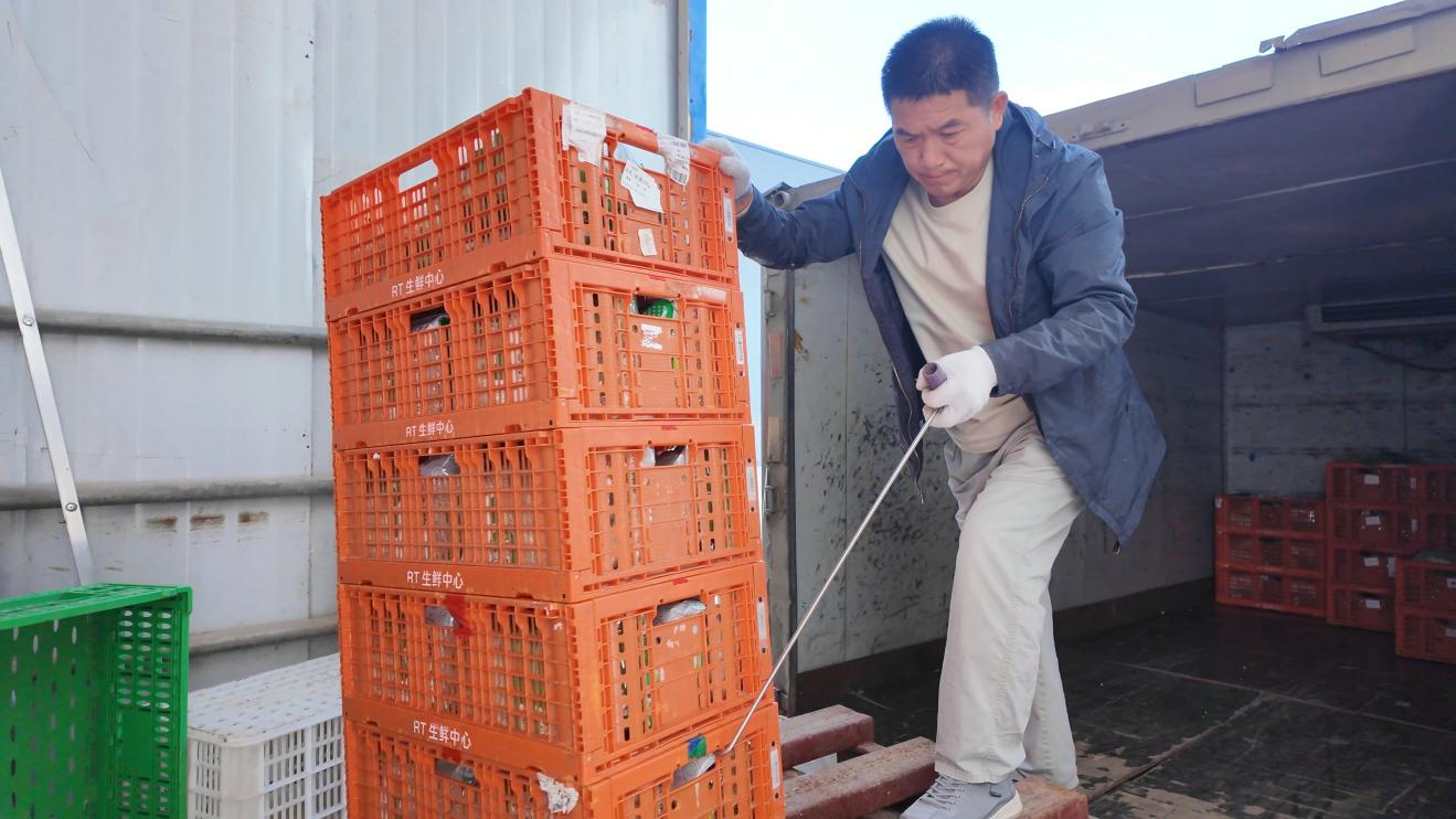 融媒·见证丨现代化高效生态农业，点燃乡村振兴引擎——大棚里的奇妙循环