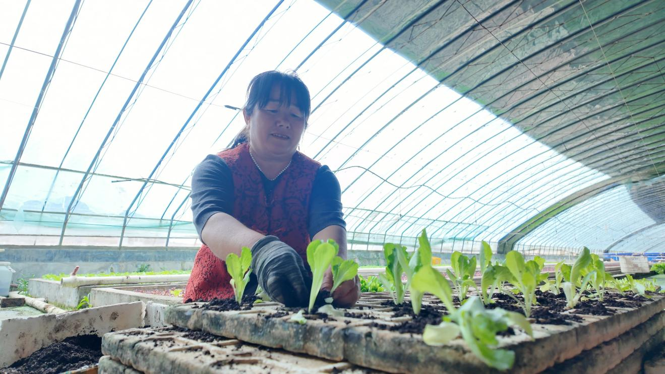 融媒·见证丨现代化高效生态农业，点燃乡村振兴引擎——大棚里的奇妙循环