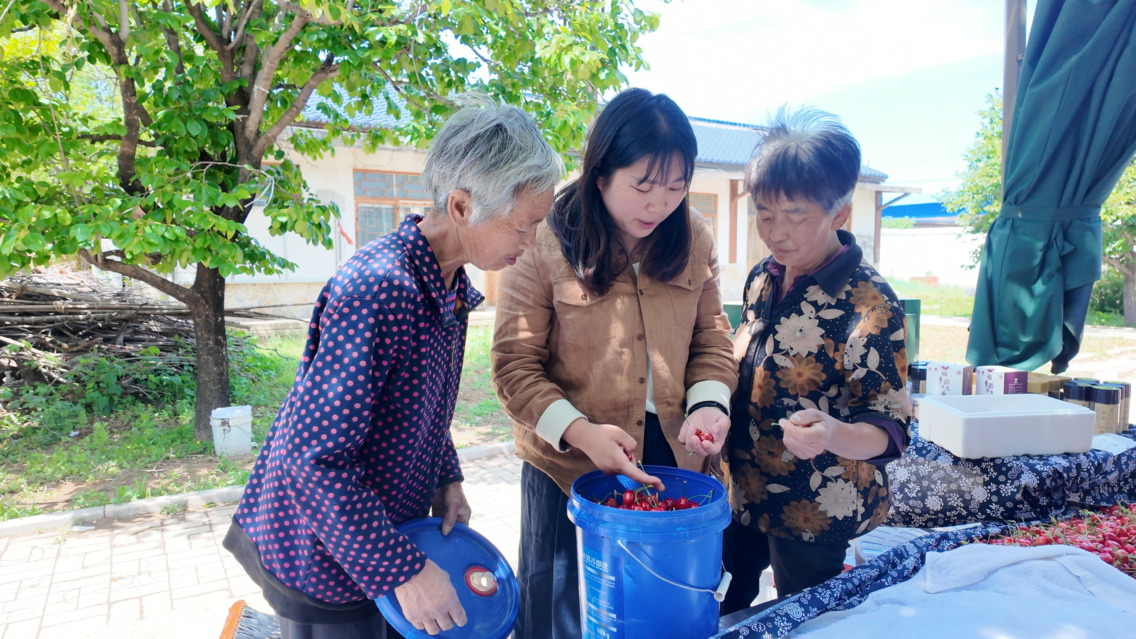 融媒·见证丨村庄14年振兴记与一位“新农人”的蜕变——樱桃映红共富路
