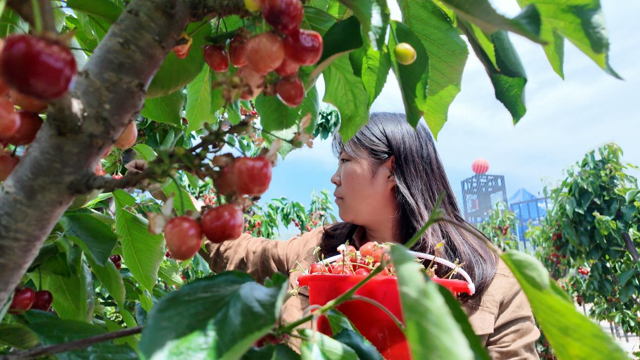 融媒·见证丨村庄14年振兴记与一位“新农人”的蜕变——樱桃映红共富路