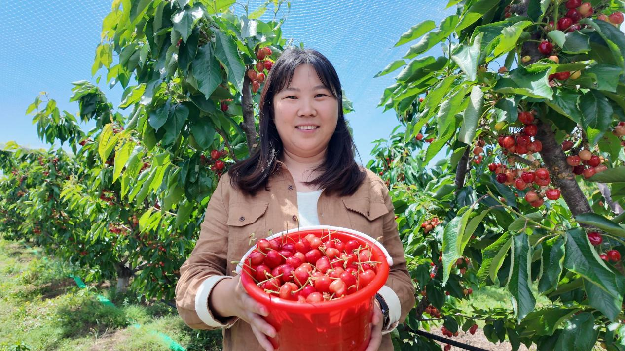 融媒·见证丨村庄14年振兴记与一位“新农人”的蜕变——樱桃映红共富路
