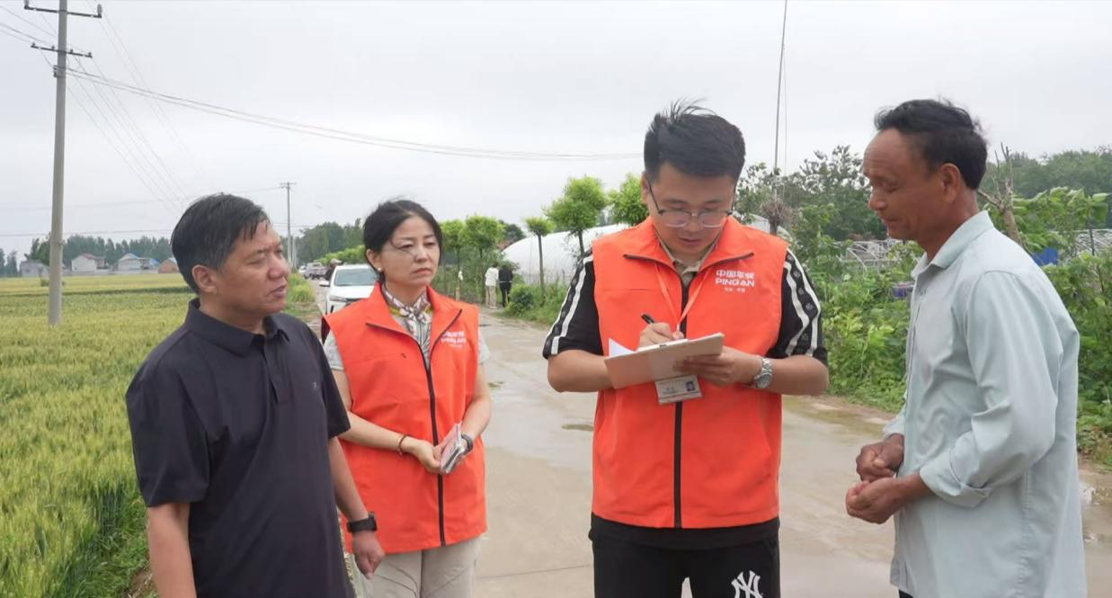 平安产险定陶支公司政企协同筑牢夏粮防线 平安护航小麦稳产增收