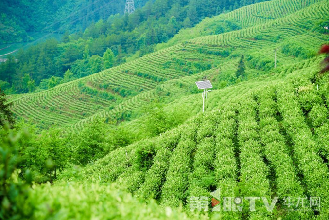 彭水“保家白茶” 塑造“金叶子”的神奇逆袭