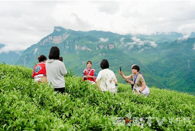彭水“保家白茶” 塑造“金叶子”的神奇逆袭