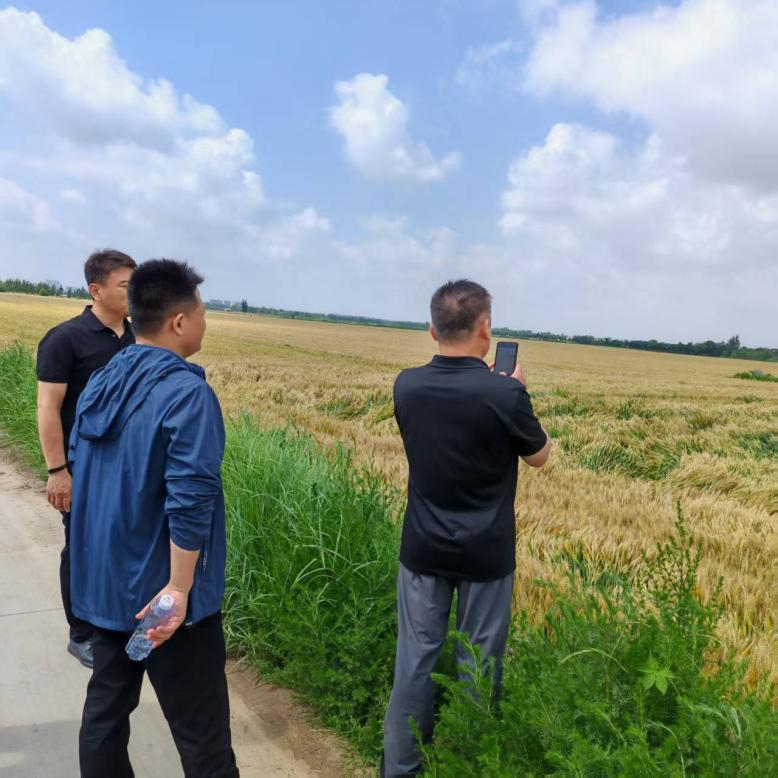 强对流天气致小麦倒伏，平安产险惠民支公司深入田间实地勘察灾情