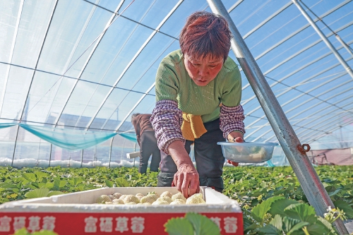 历城区唐王街道:从“四季果盘”到“种业高地”的突围