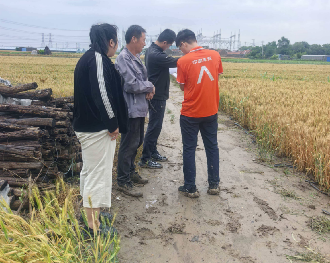 平安产险潍坊中心支公司极速响应，下沉田间查勘，护航夏粮丰产