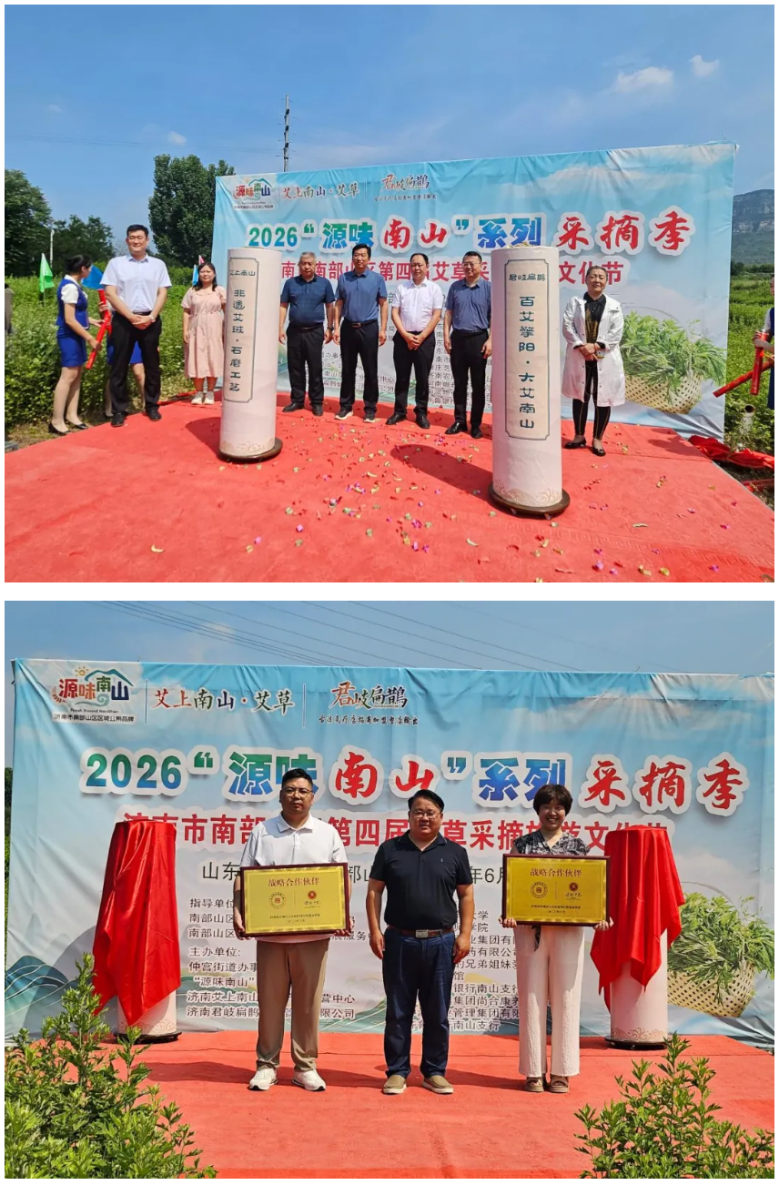 种下“富民草”  长出“黄金叶”——仲宫街道举办第四届艾草采摘旅游文化节