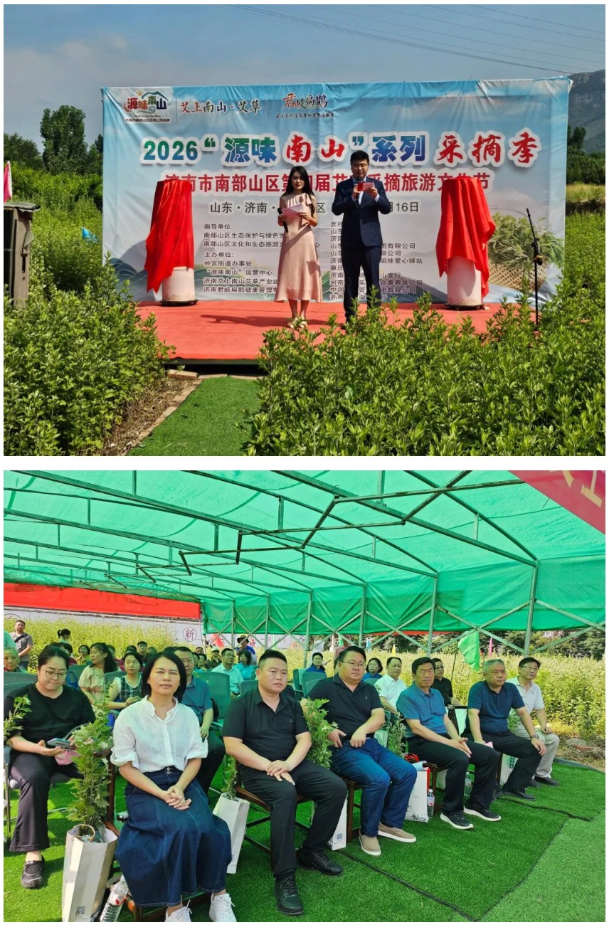 种下“富民草”  长出“黄金叶”——仲宫街道举办第四届艾草采摘旅游文化节