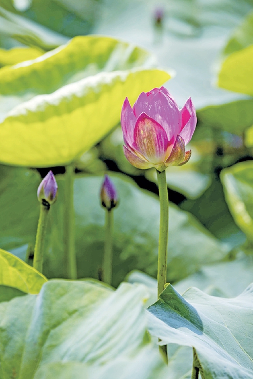 好运“莲莲”!荷花三产融合基地宋代古莲太空莲竞相开放