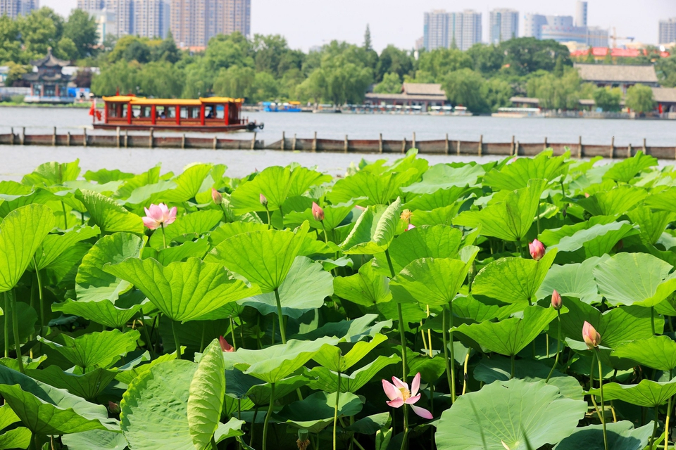泉水高位奔涌润泉城 荷风泉韵续写共生新篇