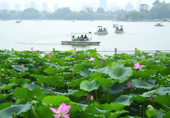 荷风送香 金浪翻涌 漫步泉城解锁盛夏双景浪漫