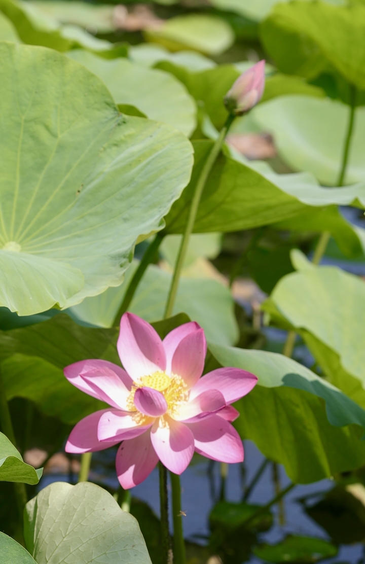 二十四节气 大暑｜清风拂夏，荷香满塘