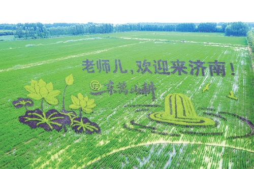 “马稻成功”