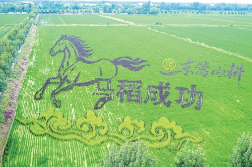 “马稻成功”