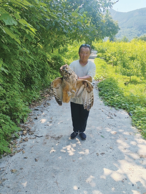 警民携手，连续救助两只猫头鹰