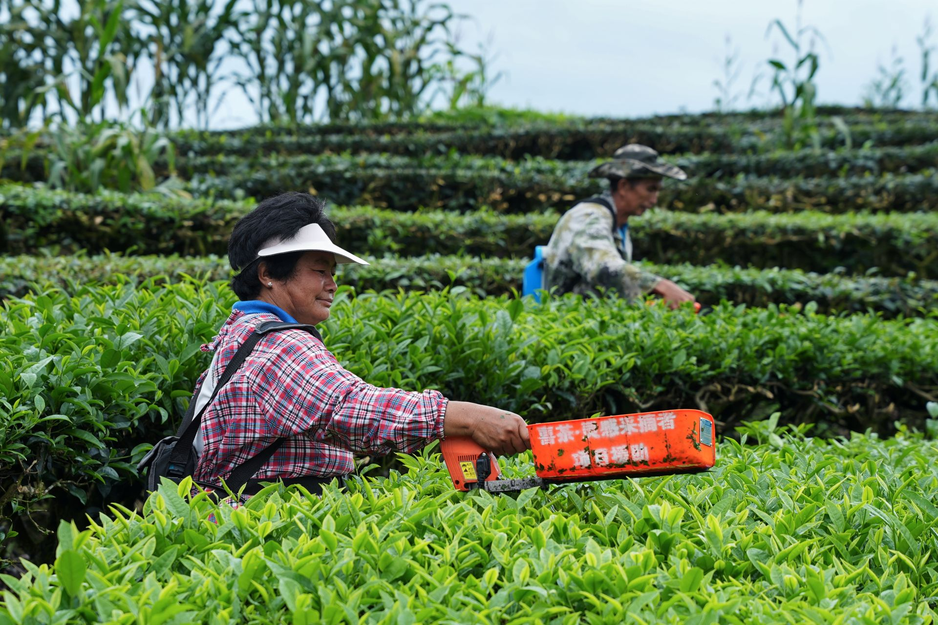 喜茶茶特调一年：全球上新超30款、自研11款茶底