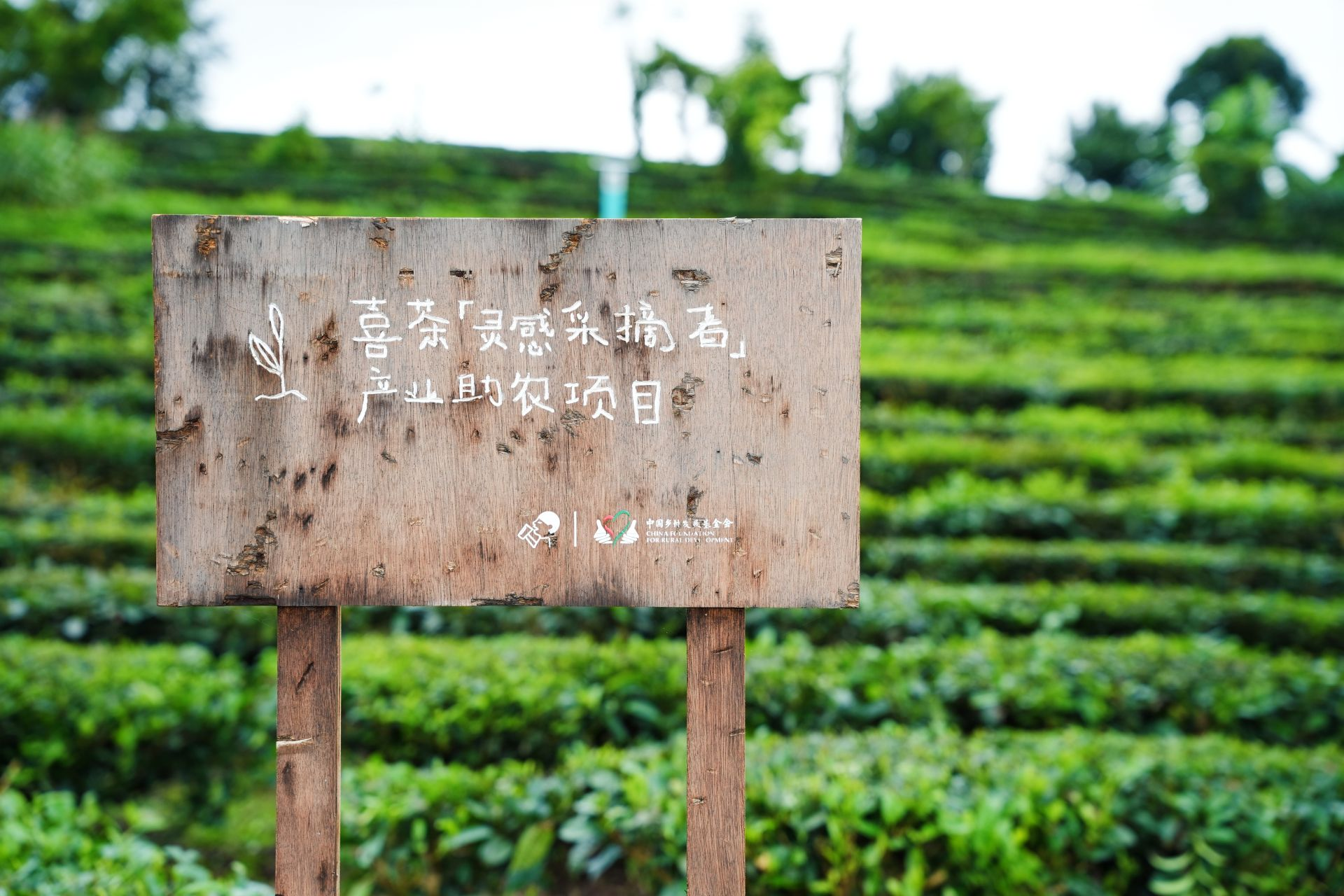喜茶茶特调一年：全球上新超30款、自研11款茶底