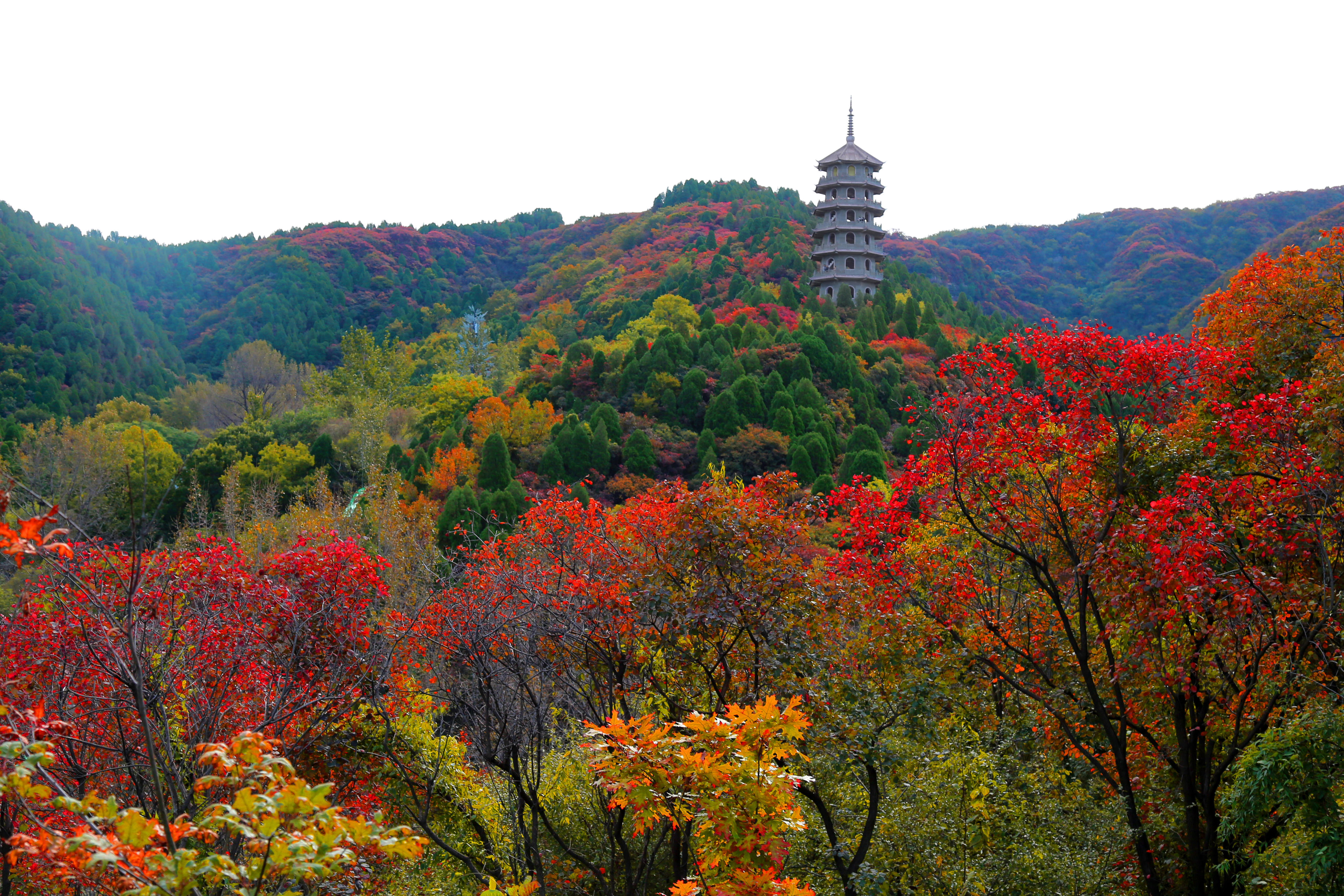 山东将整合优化省级自然保护区和风景名胜区
