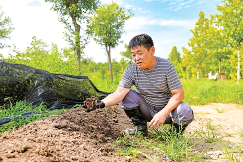 融媒·见证丨林下养蚯蚓,绘就绿色农业新图景——土里刨“金”
