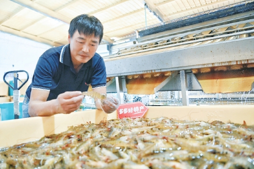 拼多多架起山海桥 滨州盐田虾走进千万家
