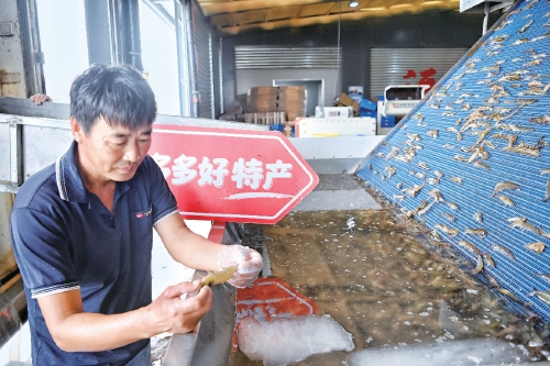 拼多多架起山海桥 滨州盐田虾走进千万家