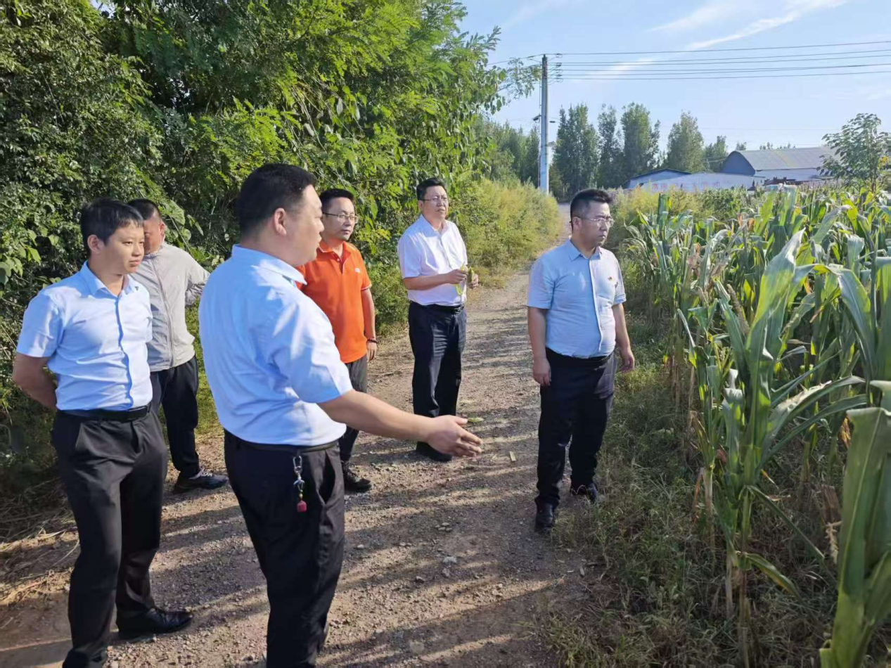 深入一线查灾情，精准理赔护农心——平安产险淄博中心支公司赴淄川区开展玉米旱灾实地查勘工作