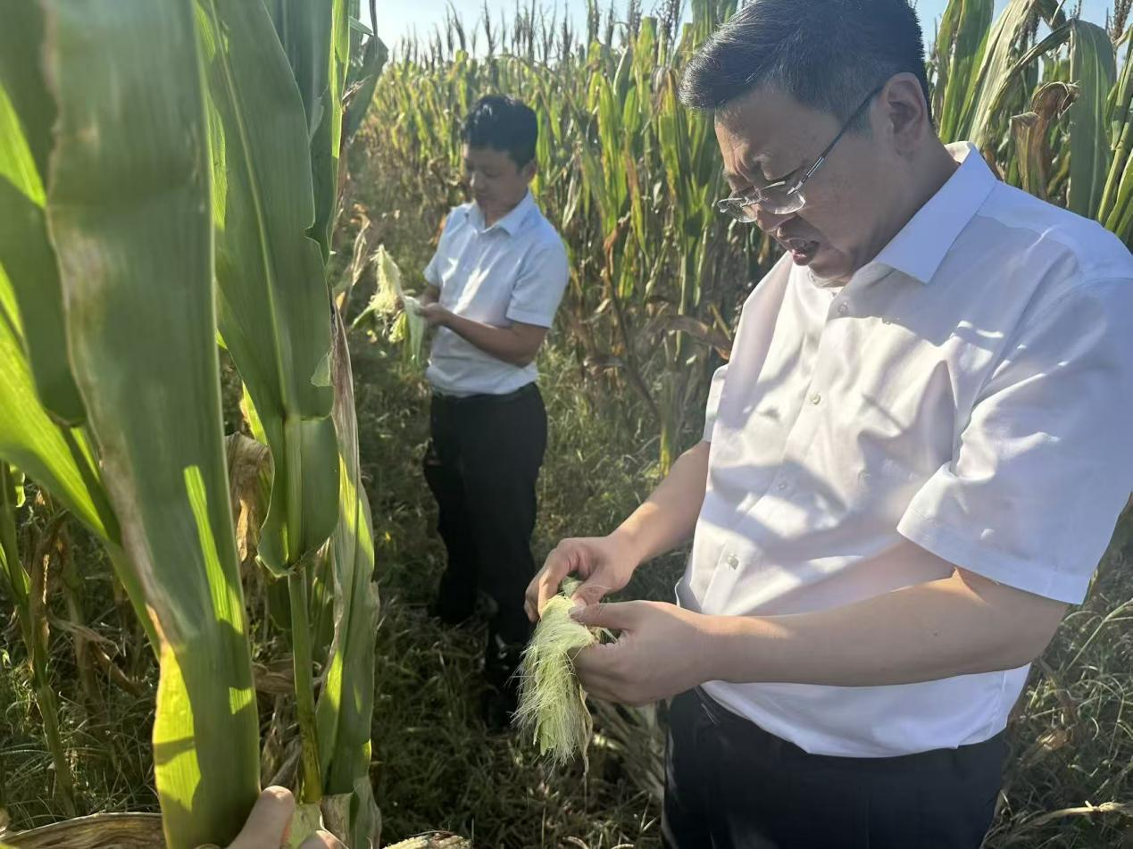 深入一线查灾情，精准理赔护农心——平安产险淄博中心支公司赴淄川区开展玉米旱灾实地查勘工作