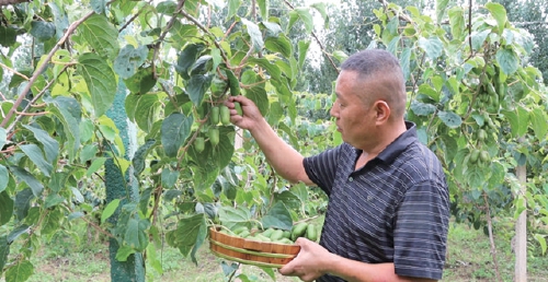 硕果满枝迎金秋 特色林果结出乡村振兴“幸福果”