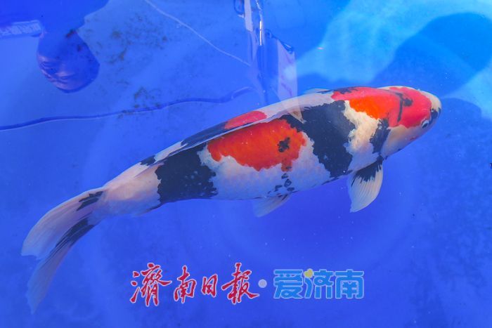 第六届名优锦鲤大赛（中国山东）开幕在即 预计2500尾精品锦鲤参赛