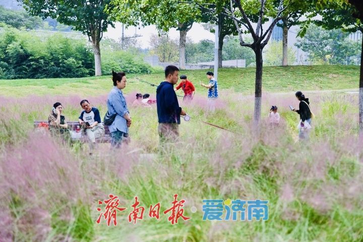 泉城秋意入盛时！花海红叶同赴一场秋日盛宴
