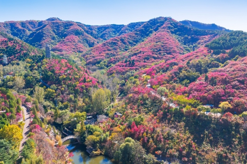 红叶谷秋色如画 文旅热度持续攀升
