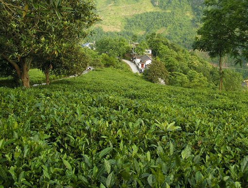 紫阳刘小军一壶焕古翠峰沁润北京人民大会堂