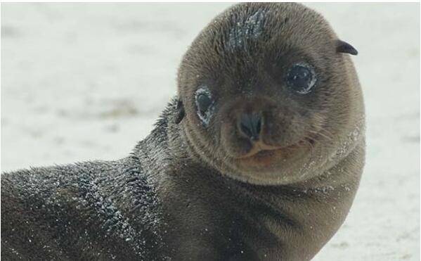 俄渔民出海遇海狗 萌宠乘着渔民的船只"兜风"8小时