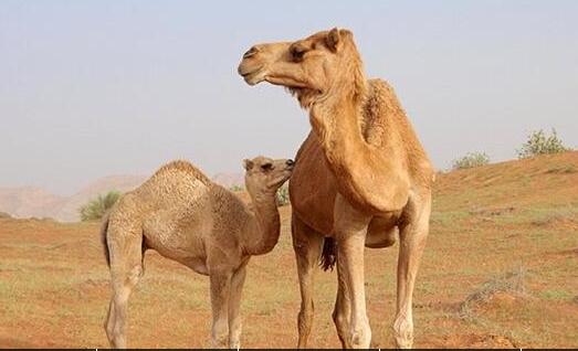 无奈or残忍澳杀5000头骆驼怎么回事官方是怎么回应的