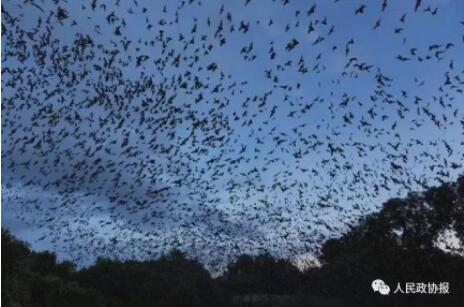 家里飞进蝙蝠会被传染病毒吗？我们该如何与野生动物“和平共处”？