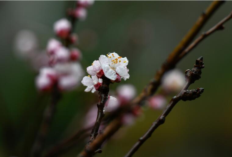 济南：春雨润如酥，通过镜头感受下春雨带来的美