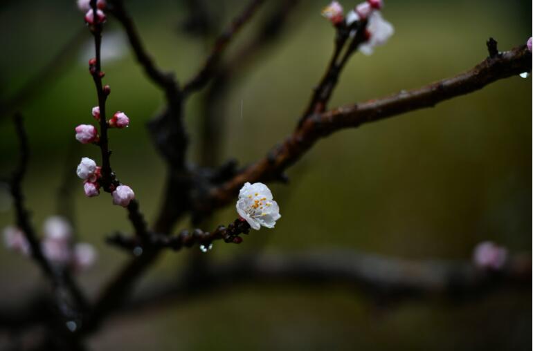 济南：春雨润如酥，通过镜头感受下春雨带来的美
