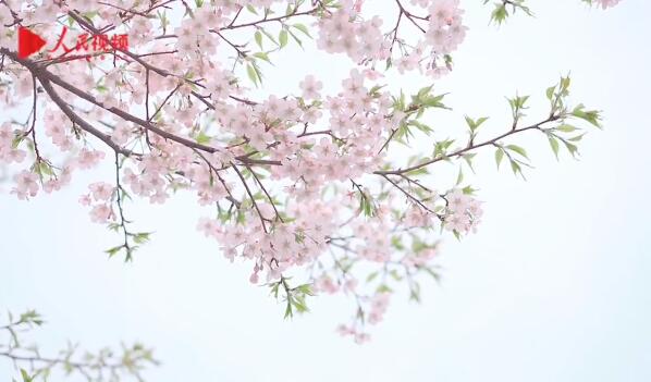 宅在家里赏樱花！武汉东湖樱园樱花 唯美大片那你走进那片樱花海
