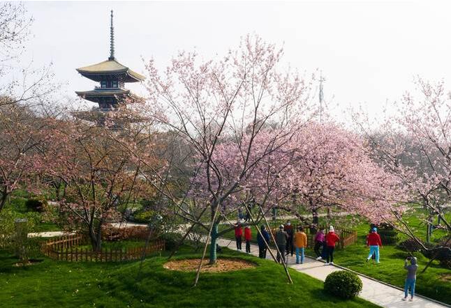 美呆了！武汉东湖樱园樱花盛开  迎来一批特殊的客人