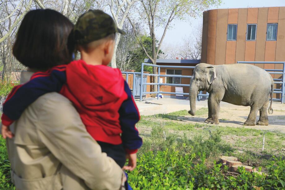 济南动物园恢复开园 赏花观动物享受春之美