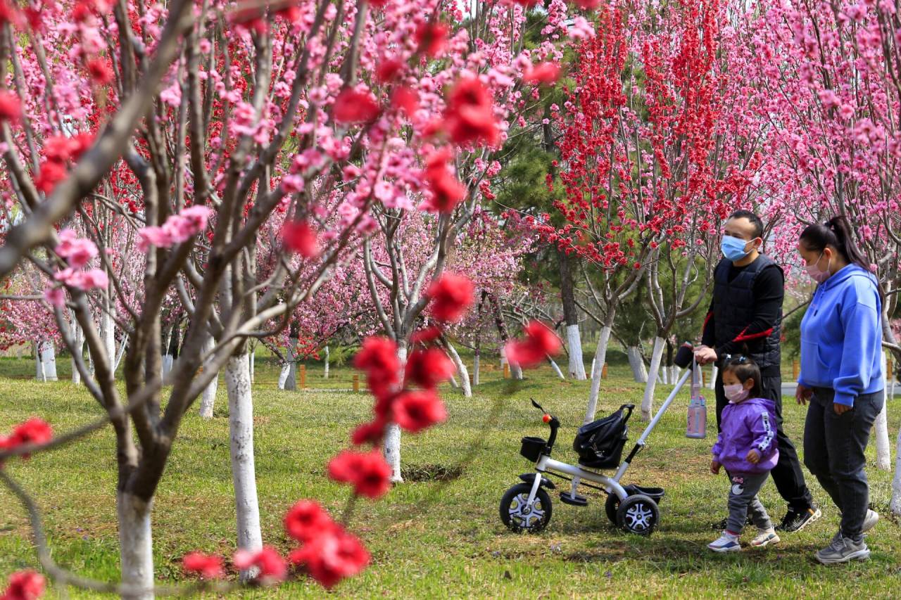 濟南踏青賞花尋春色芳菲醉美植物園