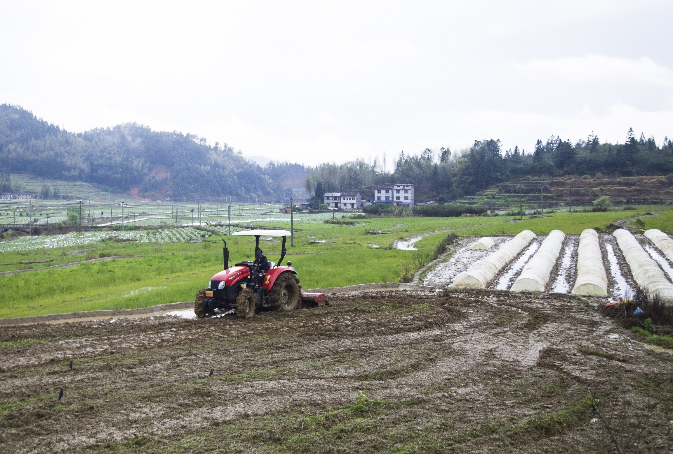 "今年规划了150亩的农田种植双季稻,预计亩产达900公斤,按去年的价格