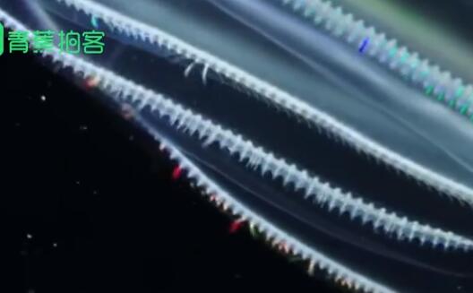 【海底精灵】俄潜水员冰下拍到裸海蝶 通身晶莹剔透发出五彩光芒
