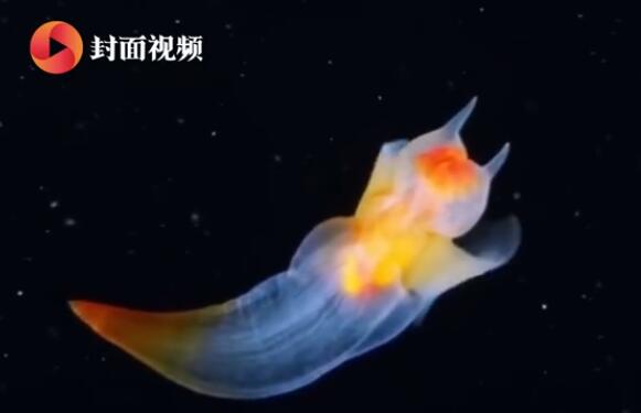 【海底精灵】俄潜水员冰下拍到裸海蝶 通身晶莹剔透发出五彩光芒