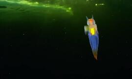 俄潜水员冰下拍到裸海蝶 “海天使”透明的两翼太魅惑