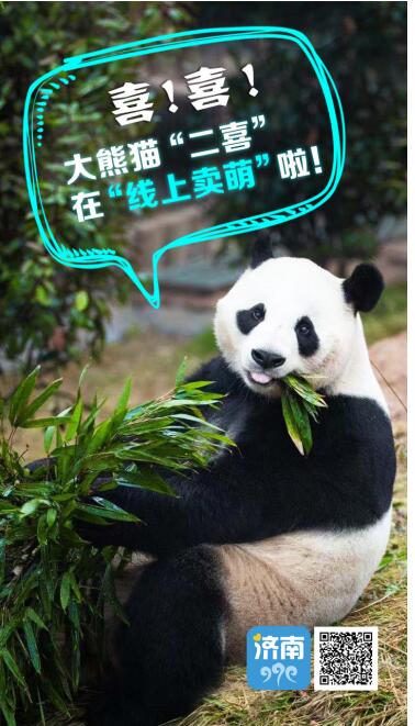 泉城首发！济野熊猫“二喜”在爱济南云端卖萌 网友花式表白