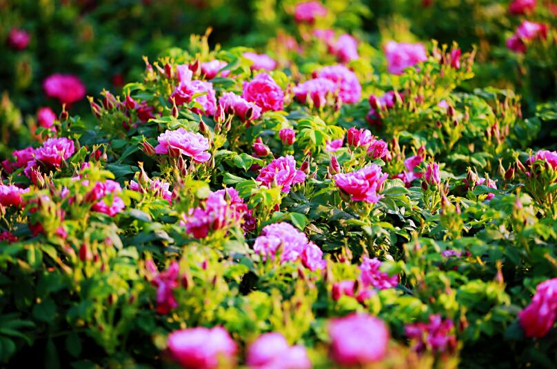 赏玫瑰，享春光！泉城广场栽植1548平方米平阴玫瑰