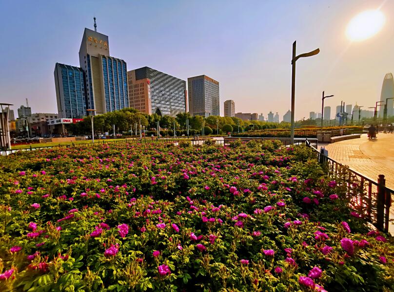 赏玫瑰，享春光！泉城广场栽植1548平方米平阴玫瑰