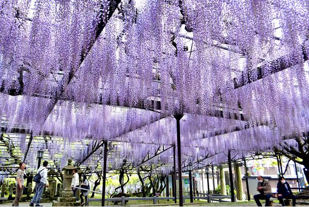 令人惋惜!600岁巨型紫藤花被全部剪掉 具体是什么情况？